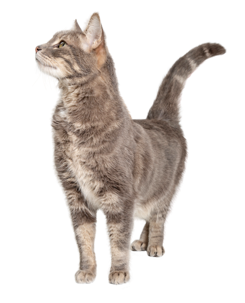 Gato feliz